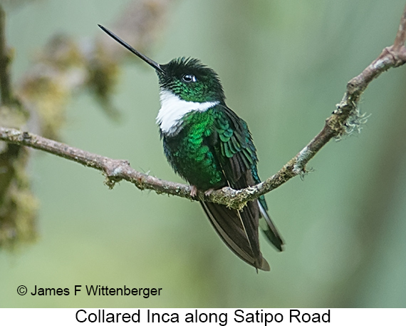 Collared Inca - © James F Wittenberger and Exotic Birding LLC