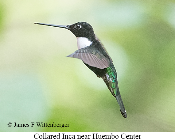 Collared Inca - &copy; James F Wittenberger and Exotic Birding LLC
