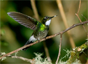 Collared Inca - &copy; Laura L Fellows and Exotic Birding Tours