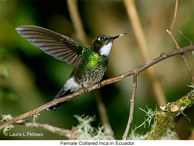 Female Collared Inca in Ecuador - &copy; Laura L Fellows and Exotic Birding tours