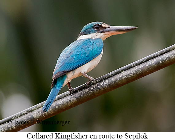 Collared Kingfisher - © James F Wittenberger and Exotic Birding LLC