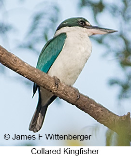 Collared Kingfisher - © James F Wittenberger and Exotic Birding LLC