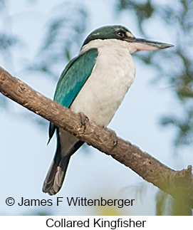 Collared Kingfisher - © James F Wittenberger and Exotic Birding LLC Collared Kingfisher - © James F Wittenberger and Exotic Birding LLC