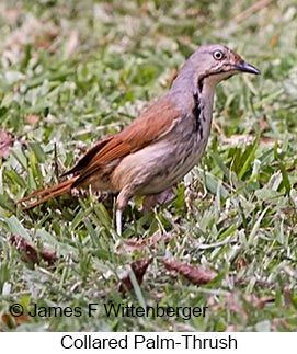 Collared Palm-Thrush - © James F Wittenberger and Exotic Birding LLC