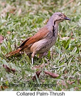 Collared Palm-Thrush - © James F Wittenberger and Exotic Birding LLC Collared Palm-Thrush - © James F Wittenberger and Exotic Birding LLC