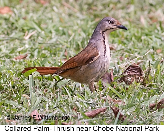Collared Palm-Thrush - © James F Wittenberger and Exotic Birding LLC Collared Palm-Thrush - © James F Wittenberger and Exotic Birding LLC