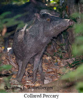 Collared Peccary - © James F Wittenberger and Exotic Birding LLC Collared Peccary - © James F Wittenberger and Exotic Birding LLC