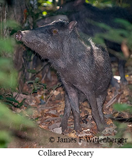 Collared Peccary - © James F Wittenberger and Exotic Birding LLC