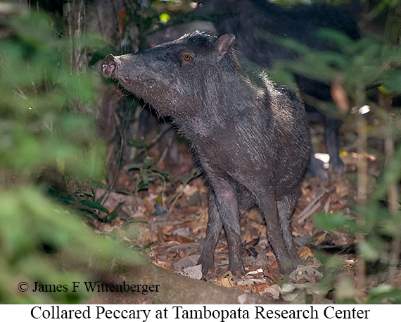 Collared Peccary - © James F Wittenberger and Exotic Birding LLC