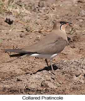 Collared Pratincole - © James F Wittenberger and Exotic Birding LLC