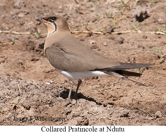 Collared Pratincole - © James F Wittenberger and Exotic Birding LLC