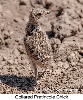 Collared Pratincole - © James F Wittenberger and Exotic Birding LLC