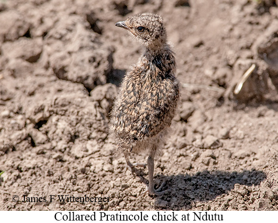 Collared Pratincole - © James F Wittenberger and Exotic Birding LLC