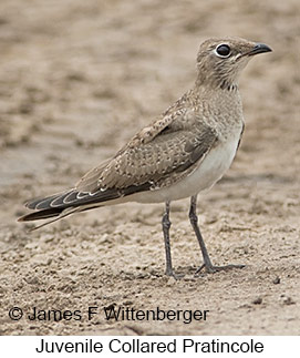 Collared Pratincole - © James F Wittenberger and Exotic Birding LLC