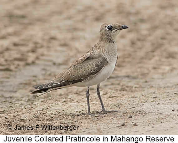 Collared Pratincole - © James F Wittenberger and Exotic Birding LLC Collared Pratincole - © James F Wittenberger and Exotic Birding LLC