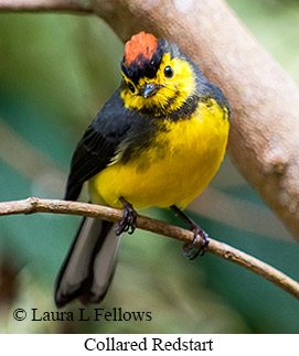 Collared Redstart - © Laura L Fellows and Exotic Birding LLC Collared Redstart - © Laura L Fellows and Exotic Birding LLC