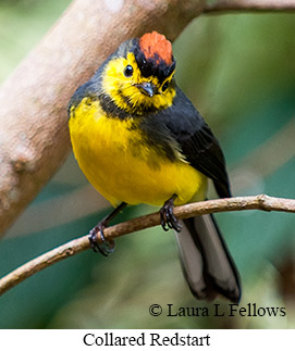 Collared Redstart - © Laura L Fellows and Exotic Birding LLC