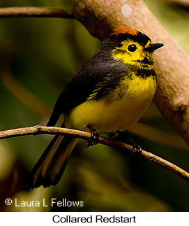 Collared Redstart - © Laura L Fellows and Exotic Birding LLC