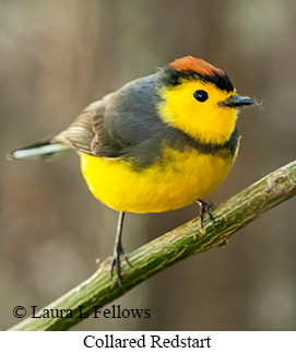 Collared Redstart - © Laura L Fellows and Exotic Birding LLC