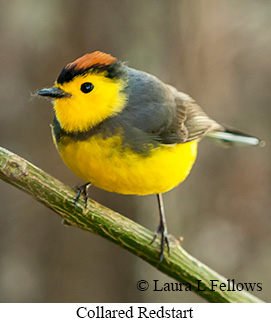 Collared Redstart - © Laura L Fellows and Exotic Birding LLC