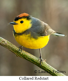 Collared Redstart - © Laura L Fellows and Exotic Birding LLC Collared Redstart - © Laura L Fellows and Exotic Birding LLC
