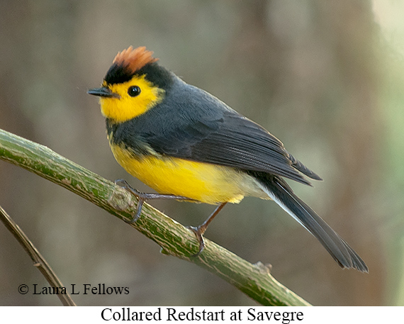 Collared Redstart - © James F Wittenberger and Exotic Birding LLC