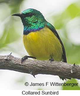 Collared Sunbird - © James F Wittenberger and Exotic Birding LLC
