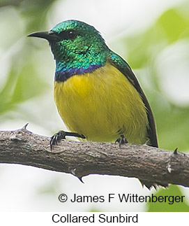 Collared Sunbird - © James F Wittenberger and Exotic Birding LLC Collared Sunbird - © James F Wittenberger and Exotic Birding LLC