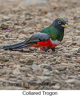 Collared Trogon - © James F Wittenberger and Exotic Birding LLC
