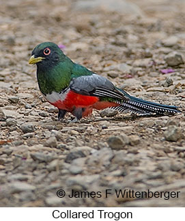 Collared Trogon - © James F Wittenberger and Exotic Birding LLC