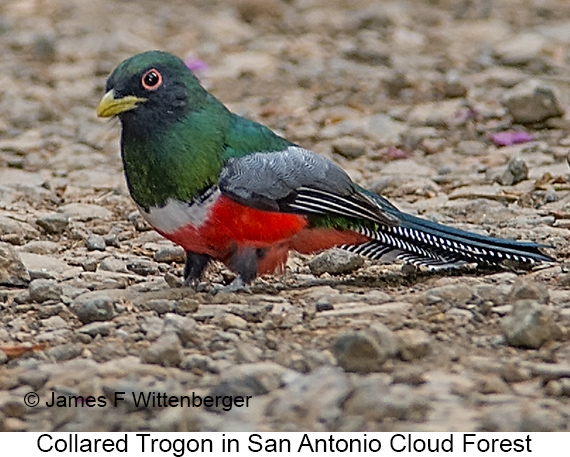 Collared Trogon - © James F Wittenberger and Exotic Birding LLC