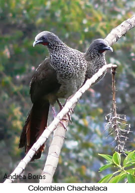 Colombian Chachalaca - &copy; Andrea Borras - Presented by Exotic Birding tours