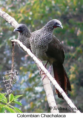 Colombian Chachalaca - &copy; Andrea Borras - Presented by Exotic Birding tours