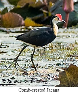 Comb-crested Jacana - © James F Wittenberger and Exotic Birding LLC