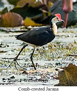 Comb-crested Jacana - © James F Wittenberger and Exotic Birding LLC Comb-crested Jacana - © James F Wittenberger and Exotic Birding LLC
