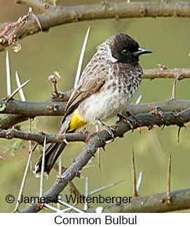 Common Bulbul - © James F Wittenberger and Exotic Birding LLC Common Bulbul - © James F Wittenberger and Exotic Birding LLC