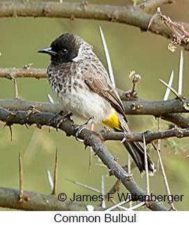 Common Bulbul - © James F Wittenberger and Exotic Birding LLC Common Bulbul - © James F Wittenberger and Exotic Birding LLC