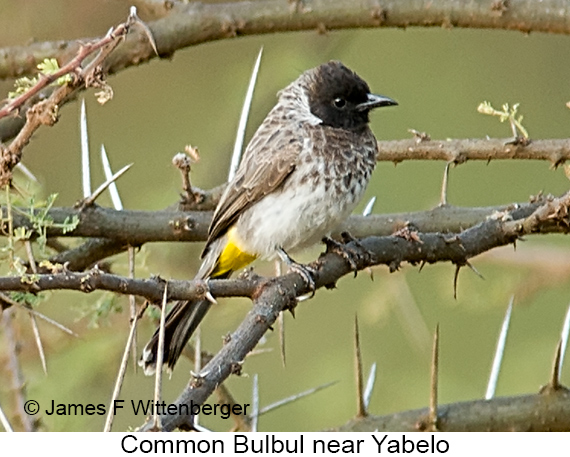 Common Bulbul - © James F Wittenberger and Exotic Birding LLC