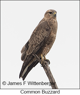 Common Buzzard - © James F Wittenberger and Exotic Birding LLC