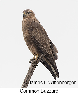 Common Buzzard - © James F Wittenberger and Exotic Birding LLC