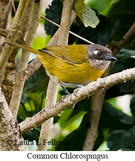 Common Chlorospingus - &copy; James F Wittenberger and Exotic Birding LLC