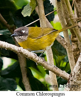 Common Chlorospingus - &copy; James F Wittenberger and Exotic Birding LLC