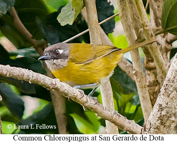 Common Chlorospingus - &copy; James F Wittenberger and Exotic Birding LLC
