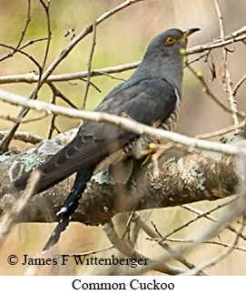 Common Cuckoo - © James F Wittenberger and Exotic Birding LLC
