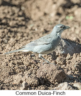 Common Diuca-Finch - © James F Wittenberger and Exotic Birding LLC Common Diuca-Finch - © James F Wittenberger and Exotic Birding LLC