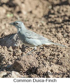 Common Diuca-Finch - © James F Wittenberger and Exotic Birding LLC