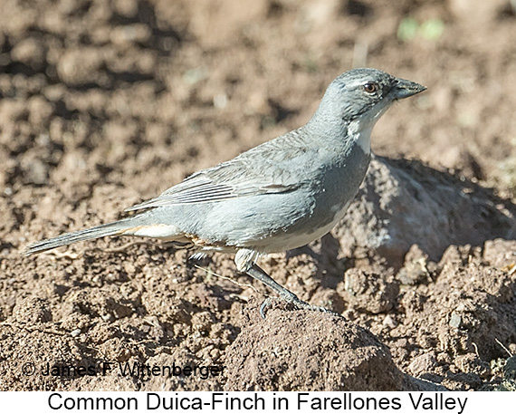 Common Diuca-Finch - © James F Wittenberger and Exotic Birding LLC Common Diuca-Finch - © James F Wittenberger and Exotic Birding LLC