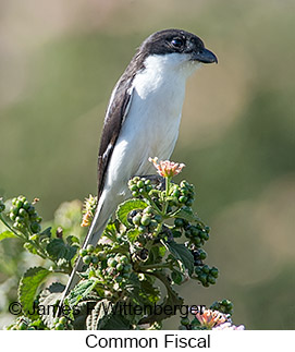 Common Fiscal - &copy; James F Wittenberger and Exotic Birding LLC