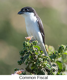 Common Fiscal - &copy; James F Wittenberger and Exotic Birding LLC
