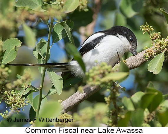 Common Fiscal - © The Photographer and Exotic Birding LLC